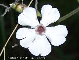 Colleja blanca - Silene latifolia. Cerro Veleta - Jan