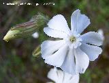 Colleja blanca - Silene latifolia. Cerro Veleta - Jan