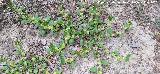 Tr�bol de pez�n de vaca - Anthyllis tetraphylla. R�o Fr�o - Los Villares
