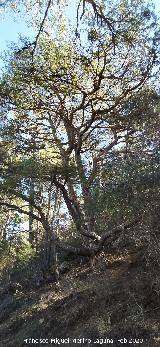 Pino del Pulpo del Poyo de las Palomas. 