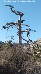 Pino Muerto del Poyo de las Palomas. 