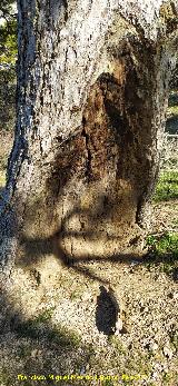 Pino del Resiego. Resiego