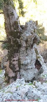 Tejo Botella. Tronco