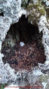 Tejo Botella. Hueco del tronco