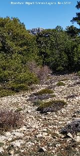 Loma de Cagasebo. Al fondo el Caba�as