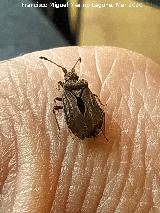 Chinche Arenocoris - Arenocoris waltlii. Los Villares