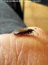 Chinche Arenocoris - Arenocoris waltlii. Los Villares