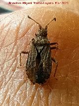 Chinche Arenocoris - Arenocoris waltlii. Los Villares