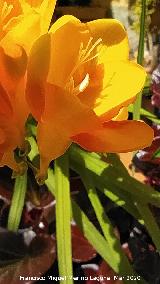 Los Villares Fresia - Fressia sp.. Los Villares