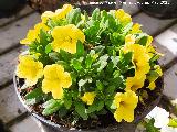 Calibrachoa