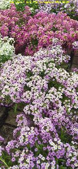 Flor de miel