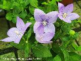 Campanilla china - Platycodon grandiflorus. Ja�n