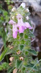 Orejitas de liebre - Stachys circinata. La Veleta - Los Villares