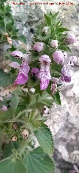 Orejitas de liebre - Stachys circinata. La Veleta - Los Villares