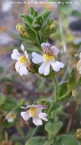 Bocacabra de roca - Chaenorhinum origanifolium. La Veleta - Los Villares