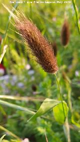 Timotea mediterr�nea - Phleum rhaeticum. La Veleta - Los Villares