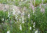 Boca de drag�n silvestre - Antirrhinum graniticum. La Veleta - Los Villares