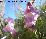 Boca de drag�n silvestre - Antirrhinum graniticum. Ja�n