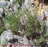 Boca de drag�n silvestre - Antirrhinum graniticum. Ja�n