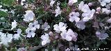 Tomillo blanco - Thymus zygis. Flores. La Veleta - Los Villares