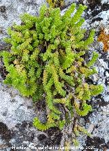 Siempreviva menuda - Sedum dasyphyllum. La Veleta - Los Villares