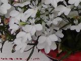 Mil flores - Lobelia erinus. Patio de C�rdoba