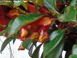 Planta del Pez Dorado - Nematanthus sp.. Patio de C�rdoba