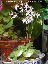 Flor de ara�a - Saxifraga stolonifera. Patio de C�rdoba
