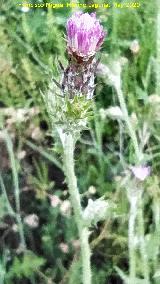 Cardo rastrero - Cirsium arvense. La Veleta - Los Villares