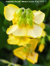 Hierba del escorpi�n - Scorpiurus muricatus. Flores. La Veleta - Los Villares
