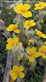 Jarilla cenicienta - Helianthemum cinereum. Flores. La Veleta - Los Villares