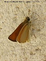 Mariposa Dorada l�nea corta - Thymelicus sylvestris. Los Villares