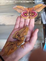 Polilla de seda de Suraka - Antherina suraka. Navas de San Juan
