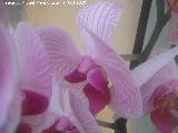 Orqu�dea mariposa rayada - Phalaenopsis � h�brida (cultivar rayado). Los Villares