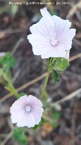Malva hisp�nica - Malva hispanica L. . Pantano del Guadal�n - Vilches