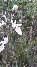 Falso pinillo - Teucrium pseudochamaepitys. Flores. La Veleta - Los Villares