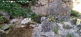 Arroyo de las Grajas. 