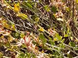 Hojas. Cerro de la Mina - Villanueva de las Torres Acedera indurada - Rumex induratus. Hojas. Cerro de la Mina - Villanueva de las Torres