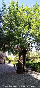 Fresno de Bornos. 