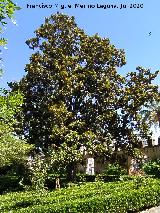 Magnolio de Bornos. 