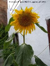 Girasol - Helianthus annuus. Navas de San Juan