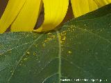 Girasol - Helianthus annuus. Polen. Los Villares