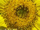 Girasol - Helianthus annuus. Los Villares