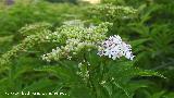 Yezgo - Sambucus ebulus. Flor. Ca�ada de la Magdalena - La Iruela