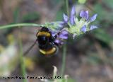 Abejorro - Bombus terrestris. Segura