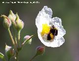 Abejorro - Bombus terrestris. Segura