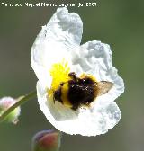 Abejorro - Bombus terrestris. Segura