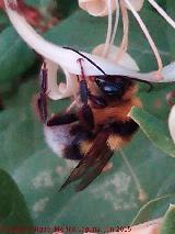 Abejorro - Bombus terrestris. Los Molinos - Los Villares