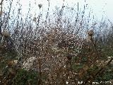 Araa orbitela - Aculepeira Chamberlin. Orbitela con roco. Cerro del Pino - Los Villares