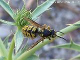 Avispa - Paravespula vulgaris. Fuente del Pen - Pegalajar